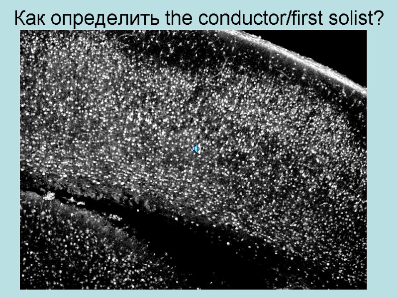 Как определить the conductor/first solist?
